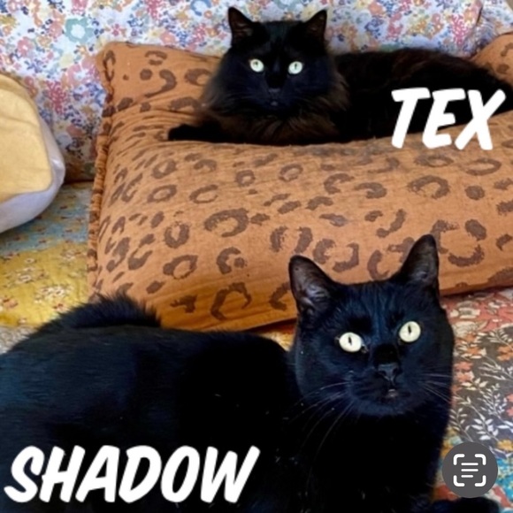 BE KIND - Picture 2 of 4